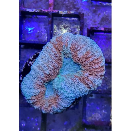 Lobophyllia