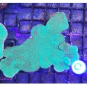 Montipora capricornis green