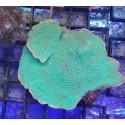 Montipora capricornis green