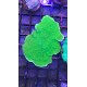 Montipora capricornis green