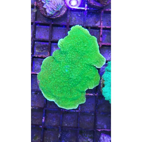 Montipora capricornis green