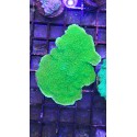 Montipora capricornis green