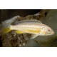 Melanochromis Auratus albino