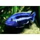 Melanochromis Chipokae