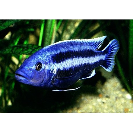 Melanochromis Chipokae