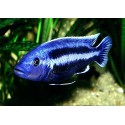 Melanochromis Chipokae