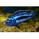 Melanochromis Maingano