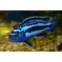 Melanochromis Maingano