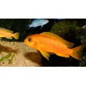 Melanochromis Johanni red