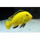 Labidochromis Caeruleus Limon Electrico