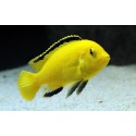 Labidochromis Caeruleus Limon Electrico