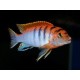 Labidochromis Hongi Super red