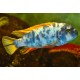 Labeotropheus Fuelleborni OB