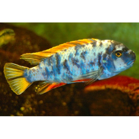 Labeotropheus Fuelleborni OB