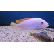Pseudotropheus Greshakei albino