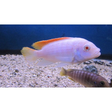 Pseudotropheus Greshakei albino