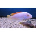 Pseudotropheus Greshakei albino