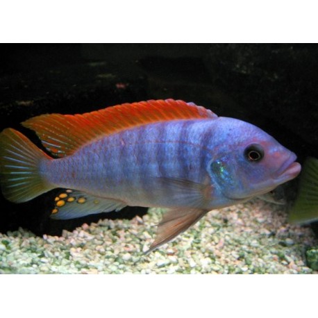 Pseudotropheus Greshakei