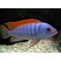 Pseudotropheus Greshakei