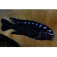 Pseudotropheus Elongatus Neon Spot