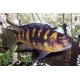 Pseudotropheus Crabro
