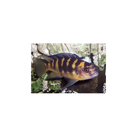 Pseudotropheus Crabro