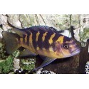 Pseudotropheus Crabro