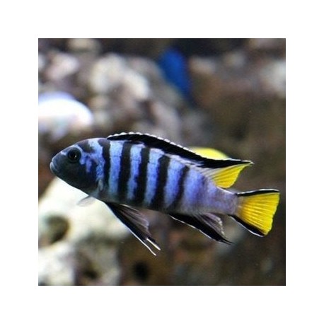 Pseudotropheus Mpanga
