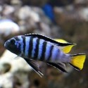 Pseudotropheus Mpanga