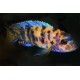 Pseudotropheus Zebra OB