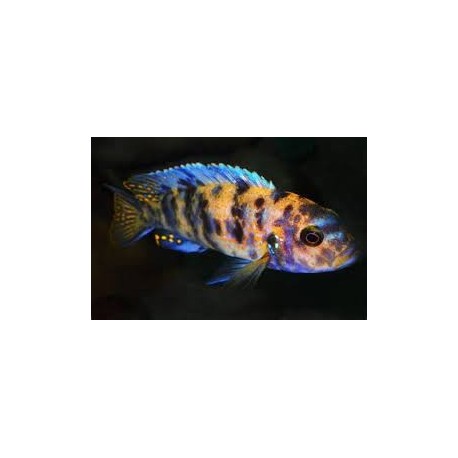 Pseudotropheus Zebra OB