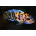 Pseudotropheus Zebra OB