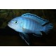 Pseudotropheus Socolofi