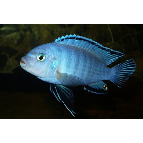 Pseudotropheus Socolofi