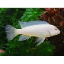 Pseudotropheus socolofi albino