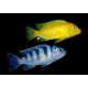 Pseudotropheus Lombardoi