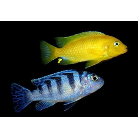 Pseudotropheus Lombardoi