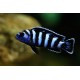 Pseudotropheus Demasoni