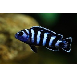 Pseudotropheus Demasoni