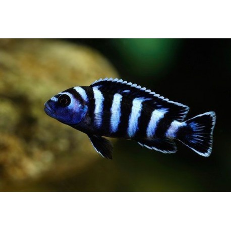 Pseudotropheus Demasoni