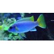 Pseudotropheus Acei