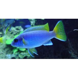Pseudotropheus Acei