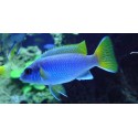 Pseudotropheus Acei