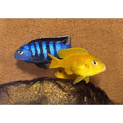 Pseudotropheus Saulosi
