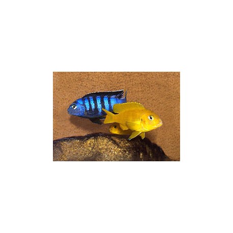 Pseudotropheus Saulosi