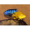 Pseudotropheus Saulosi