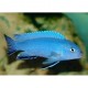 Pseudotropheus Cobalto zebra
