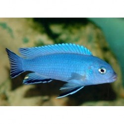 Pseudotropheus Cobalto zebra