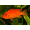 Pseudotropheus Estherae Red