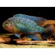 Rocio octofasciata Jack Dempsey